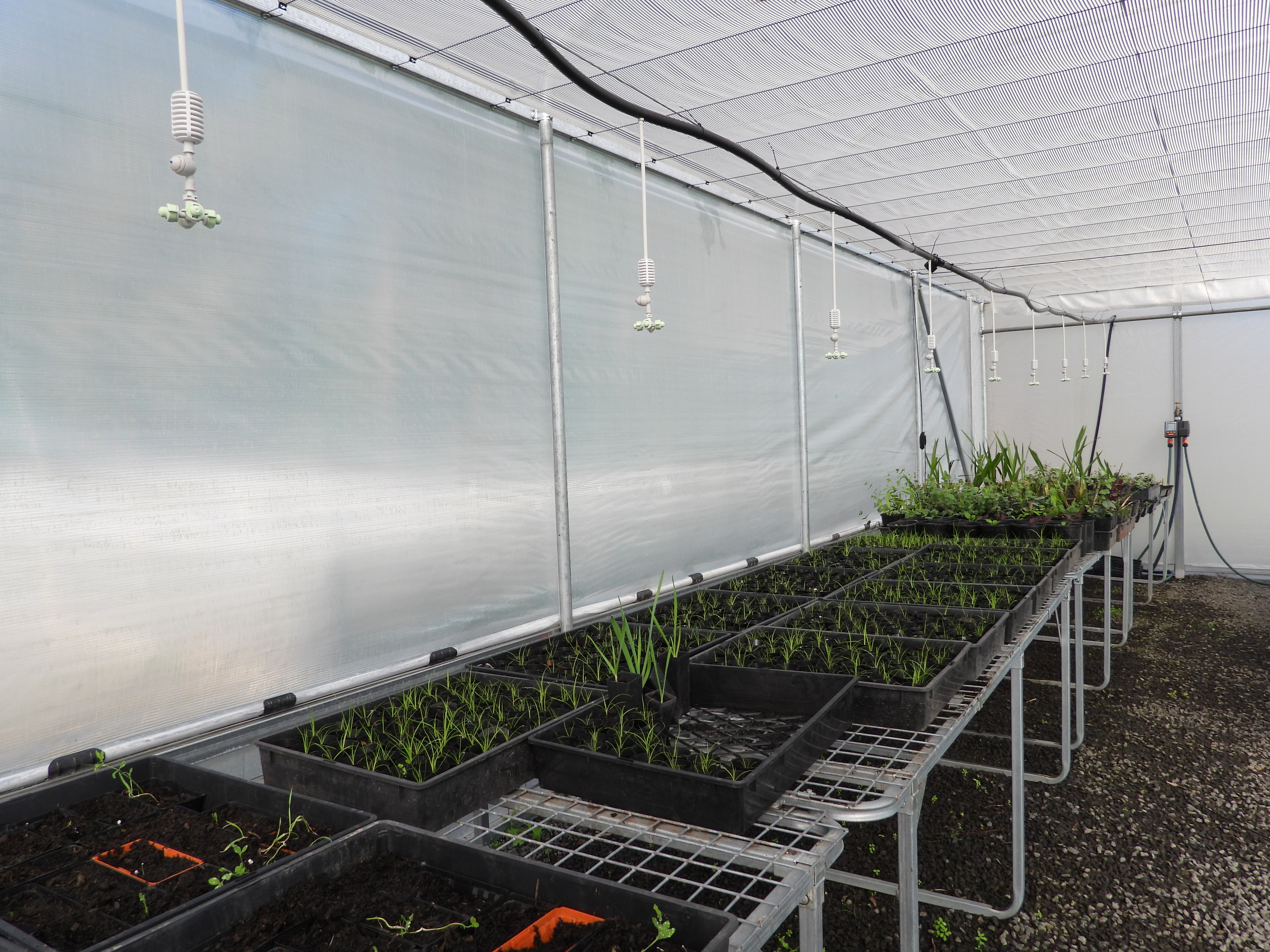 Greenhouse with trays of plants growing