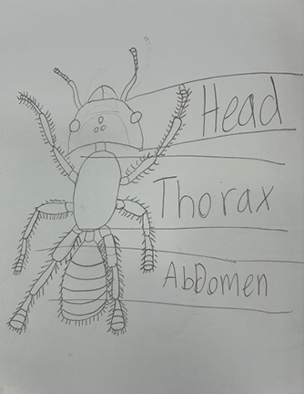 Drawing of insect with labels that say head, thorax and adbomen