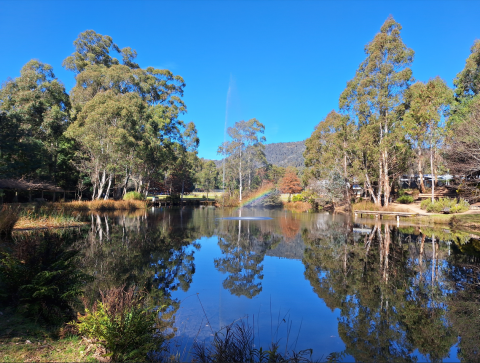 Image of a trees surrounding a lake